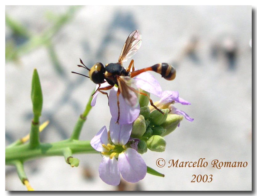 A proposito di ditteri: Physocephala sp. (Conopidae)